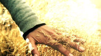 wheat hand harvest ready matthew 20