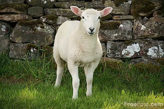 Behold the lamb - passover preparations for holy week