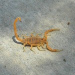 scorpion