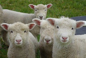 Sheep need the shepherd
