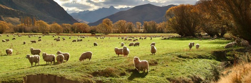 we are the sheep of his pasture